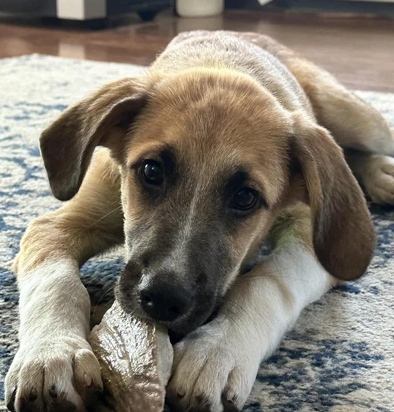 A baby large-sized male Yellow / Tan / Blond / Fawn Great Pyrenees dog named Avalanche Armstrong  Local for adoption in Andover, MA