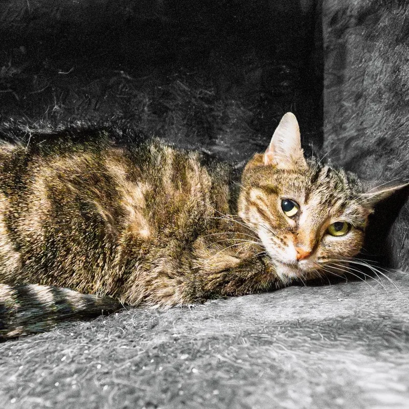 Kangaroo thumbnail 2