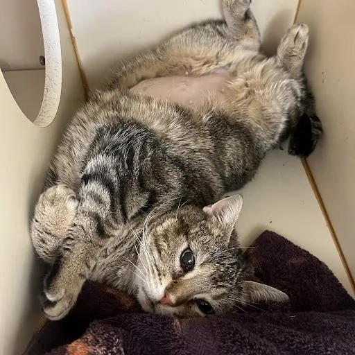 Kangaroo thumbnail 3