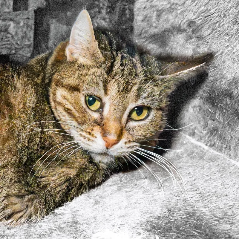 Kangaroo thumbnail 4