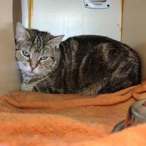 Kangaroo thumbnail 5