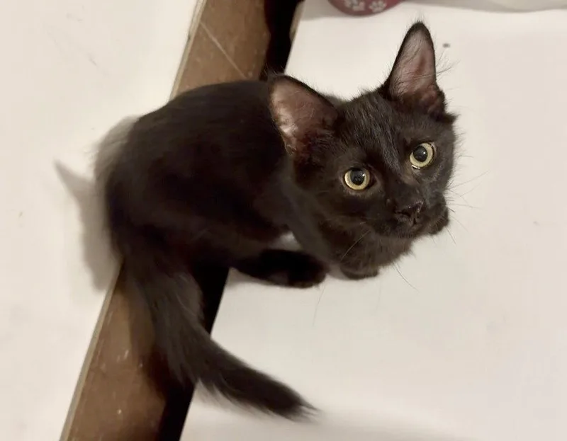 A baby medium-sized male Black Domestic Medium Hair cat named Puffball for adoption in Harrisburg, PA
