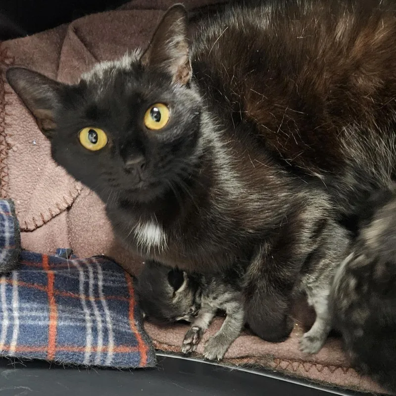 An adult medium-sized female Black Domestic Short Hair cat named Margaret for adoption in Chattanooga, TN