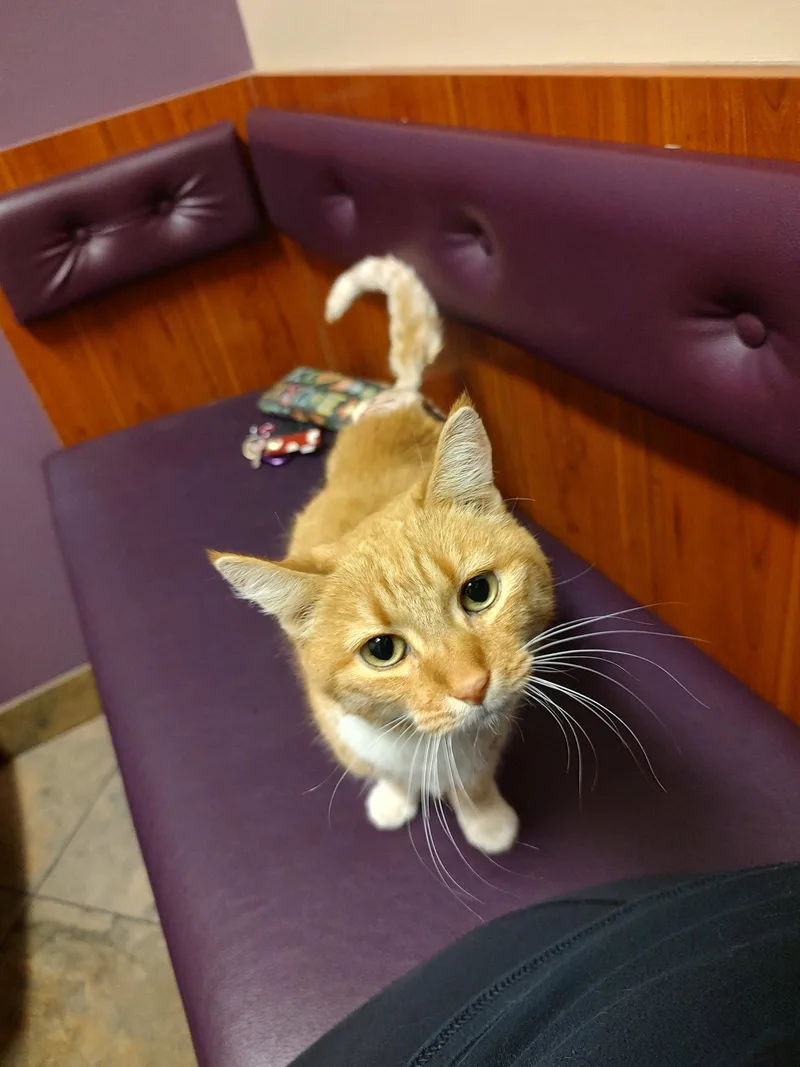 A young medium-sized female Domestic Short Hair cat named Rainbow Brite for adoption in Phoenix, AZ