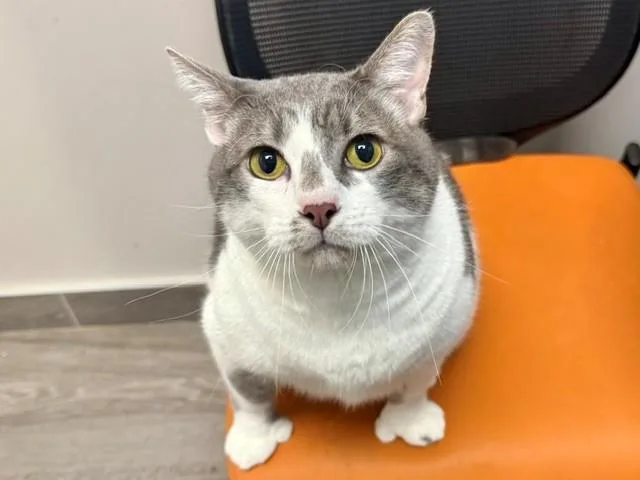 An adult small-sized male Domestic Short Hair cat named Mr Thumbs for adoption in Garland, TX
