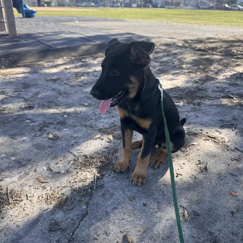 A baby medium-sized female Bicolor Shepherd dog named Sunny for adoption in San Diego, CA