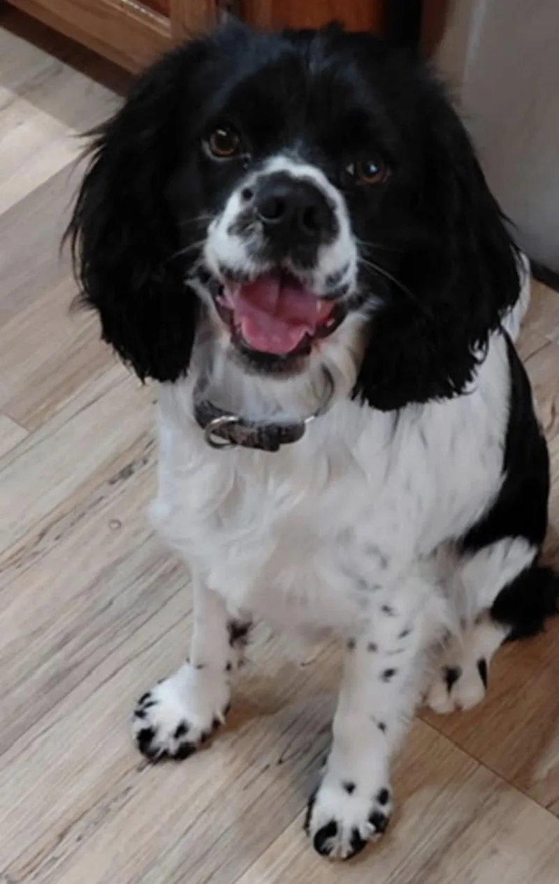 An adult small-sized male Black Cavalier King Charles Spaniel dog named Bendy for adoption in Broken Arrow, OK