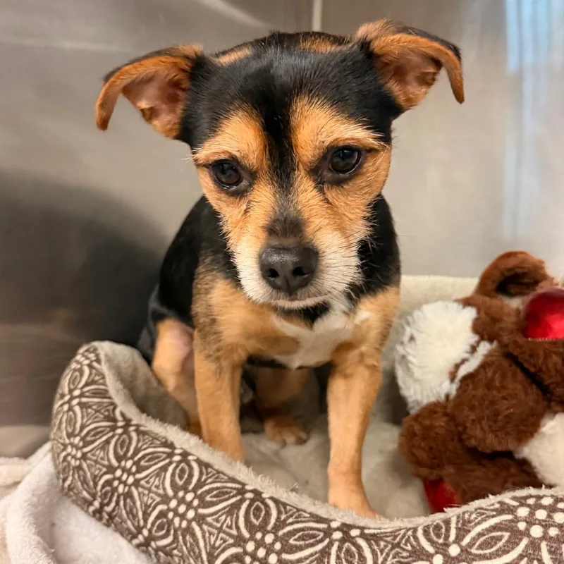 A young small-sized male Black Terrier dog named Toby for adoption in Evensville, TN
