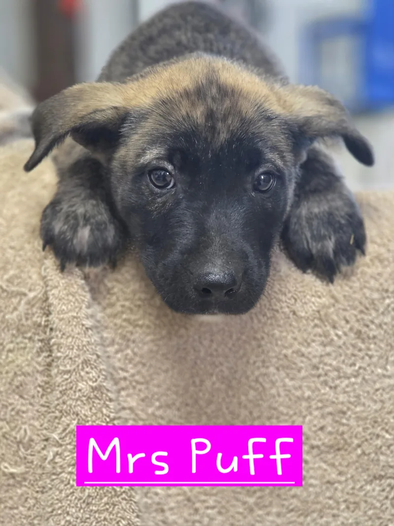 A baby medium-sized female Brindle Dutch Shepherd dog named Mrs Puff for adoption in Walthill, NE