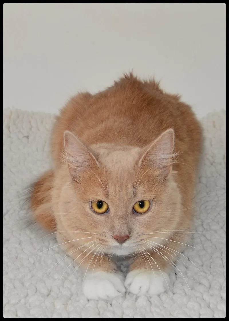 An adult small-sized female Domestic Medium Hair cat named Mickey A for adoption in San Andreas, CA