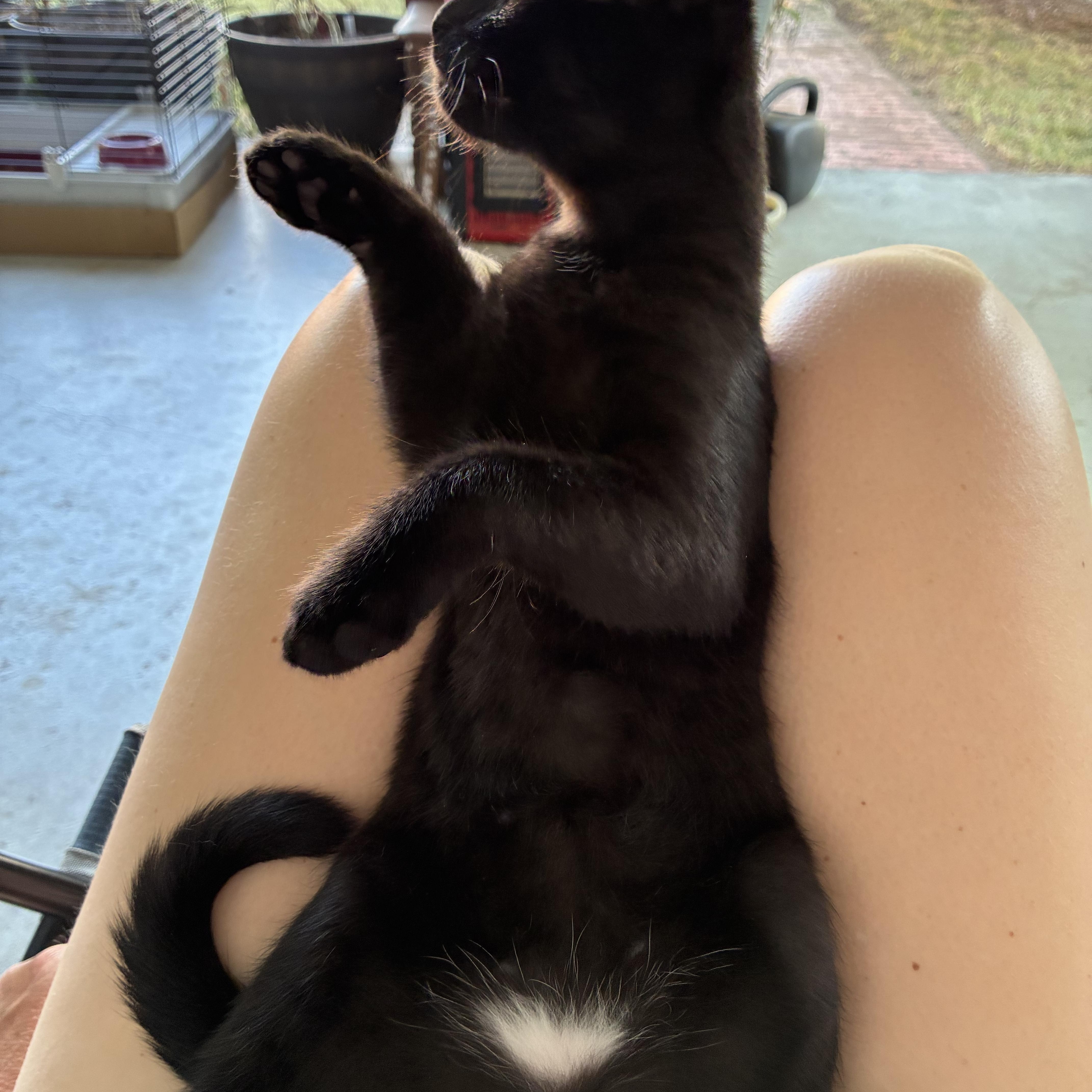 A baby medium-sized male Black Domestic Short Hair cat named Pistol for adoption in Charlotte, NC