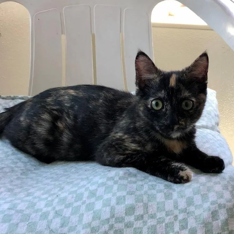 A baby large-sized female Tortoiseshell Domestic Short Hair cat named Nikita for adoption in Lodi, CA