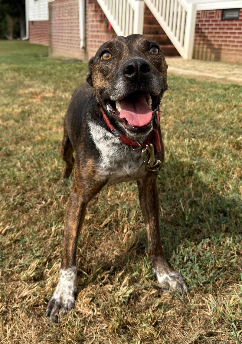 A young medium-sized male Mountain Cur dog named John Boy for adoption in Attalla, AL