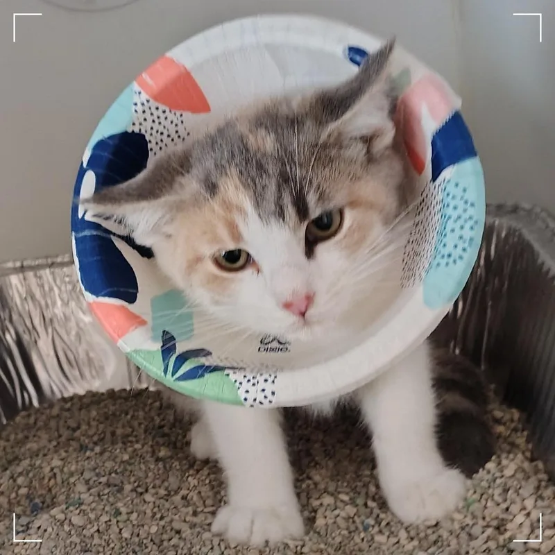 A baby small-sized female Calico Domestic Short Hair cat named My Chemical Romance for adoption in Dearborn, MI