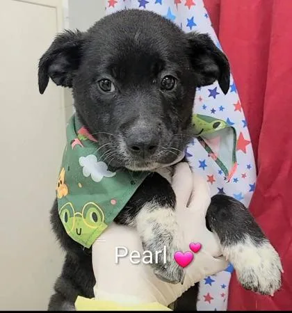 A baby large-sized female Flat-Coated Retriever dog named Pearl for adoption in Morton Grove, IL