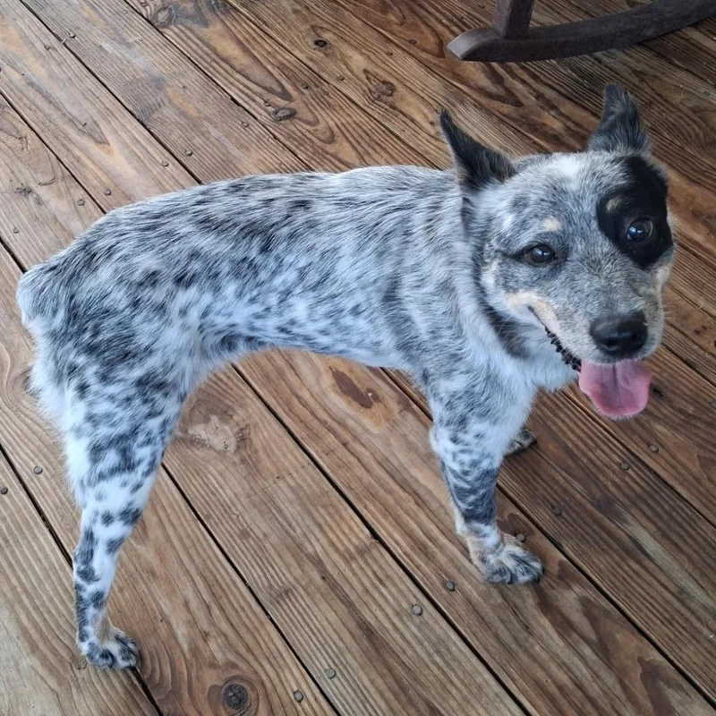 A young medium-sized female Australian Cattle Dog / Blue Heeler dog named Dolly for adoption in Fairfax, VA