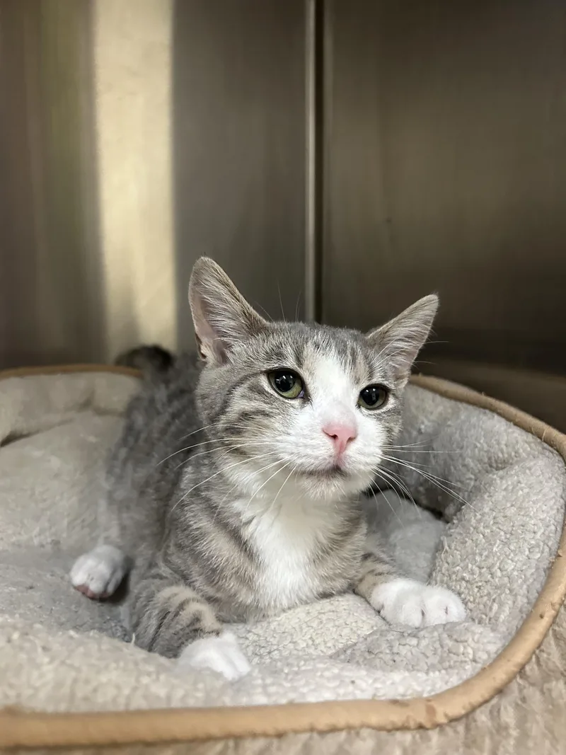 A young medium-sized female Domestic Short Hair cat named Dumpster grandbaby for adoption in Howes Cave, NY