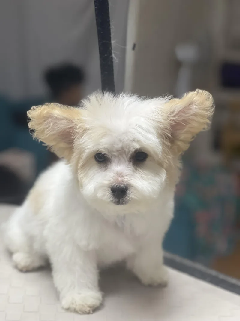 A baby small-sized male White / Cream Miniature Poodle dog named Peanuts for adoption in Fresno, CA