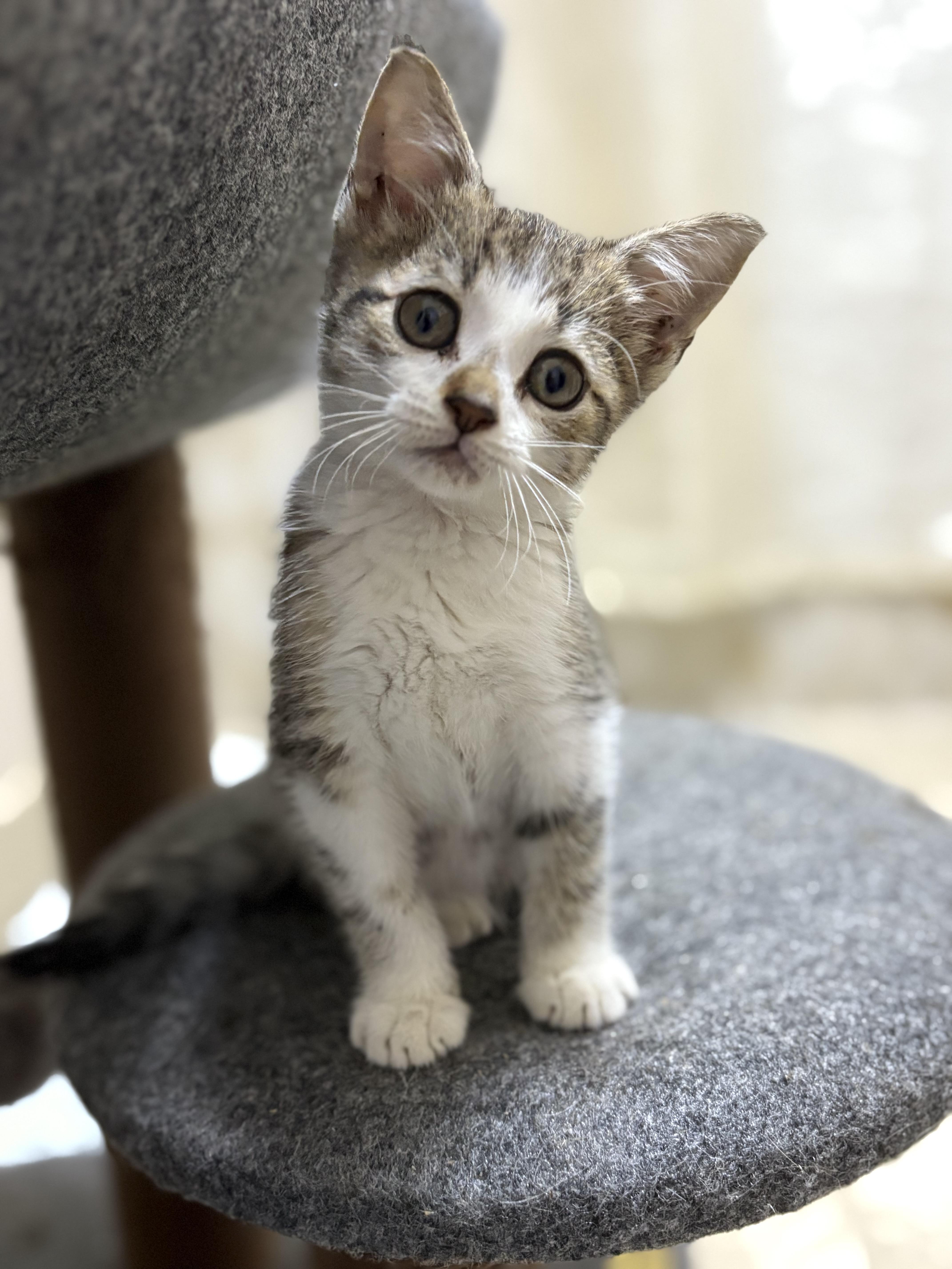 A baby medium-sized female Domestic Short Hair cat named Puddles for adoption in Miami, FL