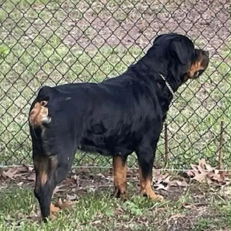 An adult large-sized female Black Rottweiler dog named Remy for adoption in Anahuac, TX