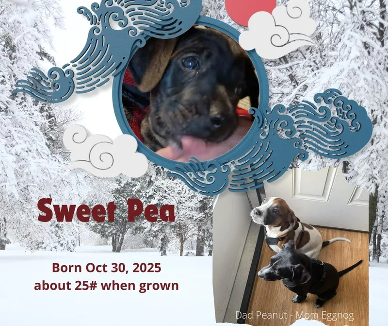 Sweet Pea thumbnail 2