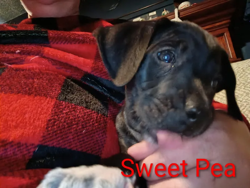 Sweet Pea thumbnail 3