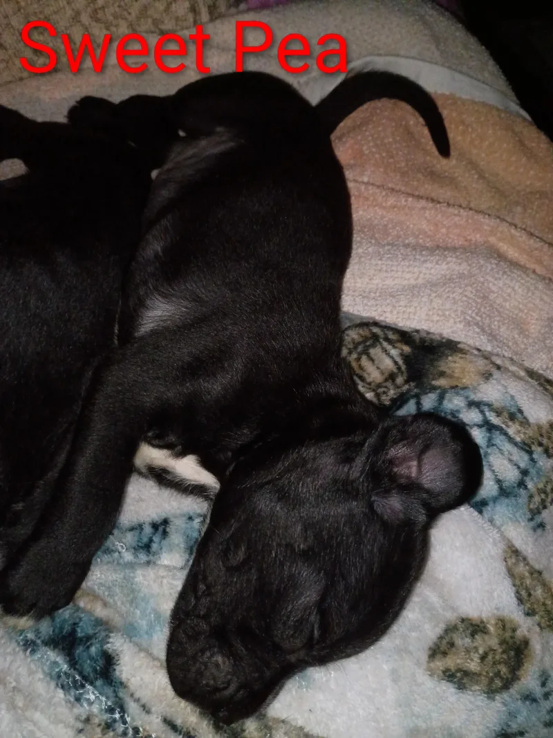 Sweet Pea thumbnail 6