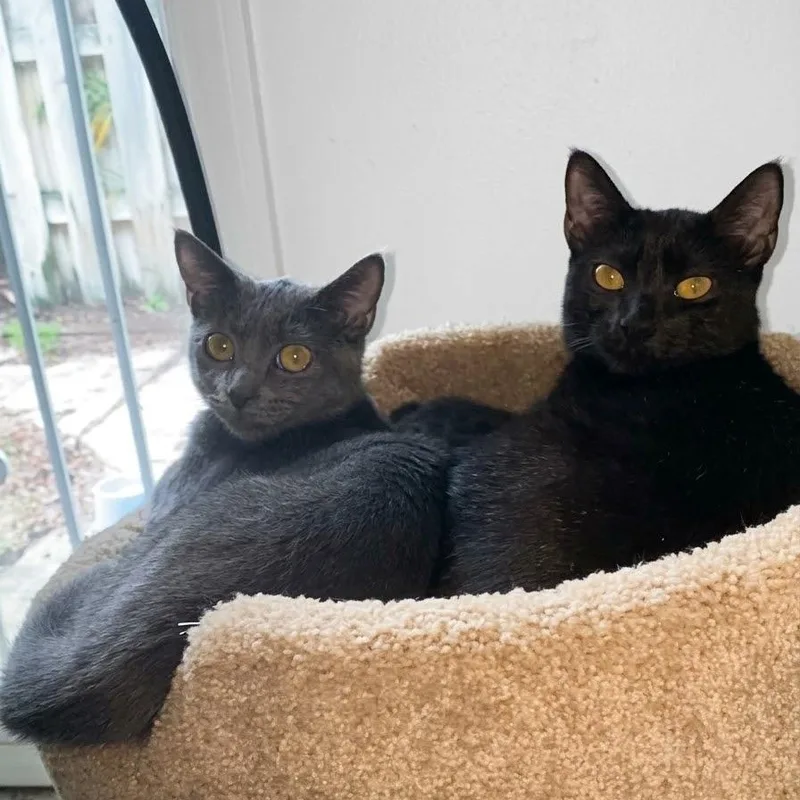A baby small-sized female Domestic Short Hair cat named Jade and Jet for adoption in Miami, FL
