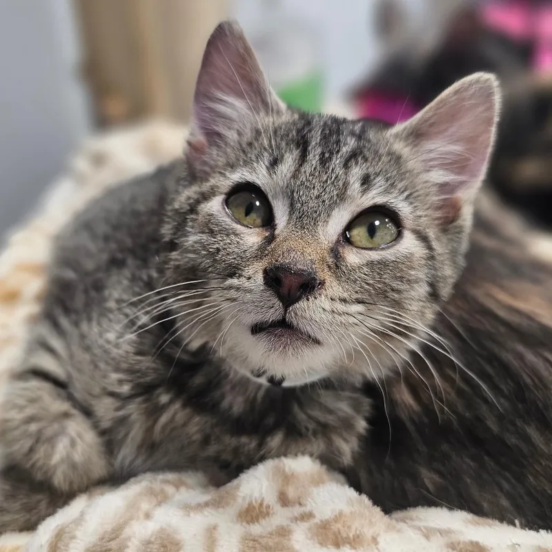 A baby small-sized male Domestic Short Hair cat named Chicken "Nugget" for adoption in Corydon, IN