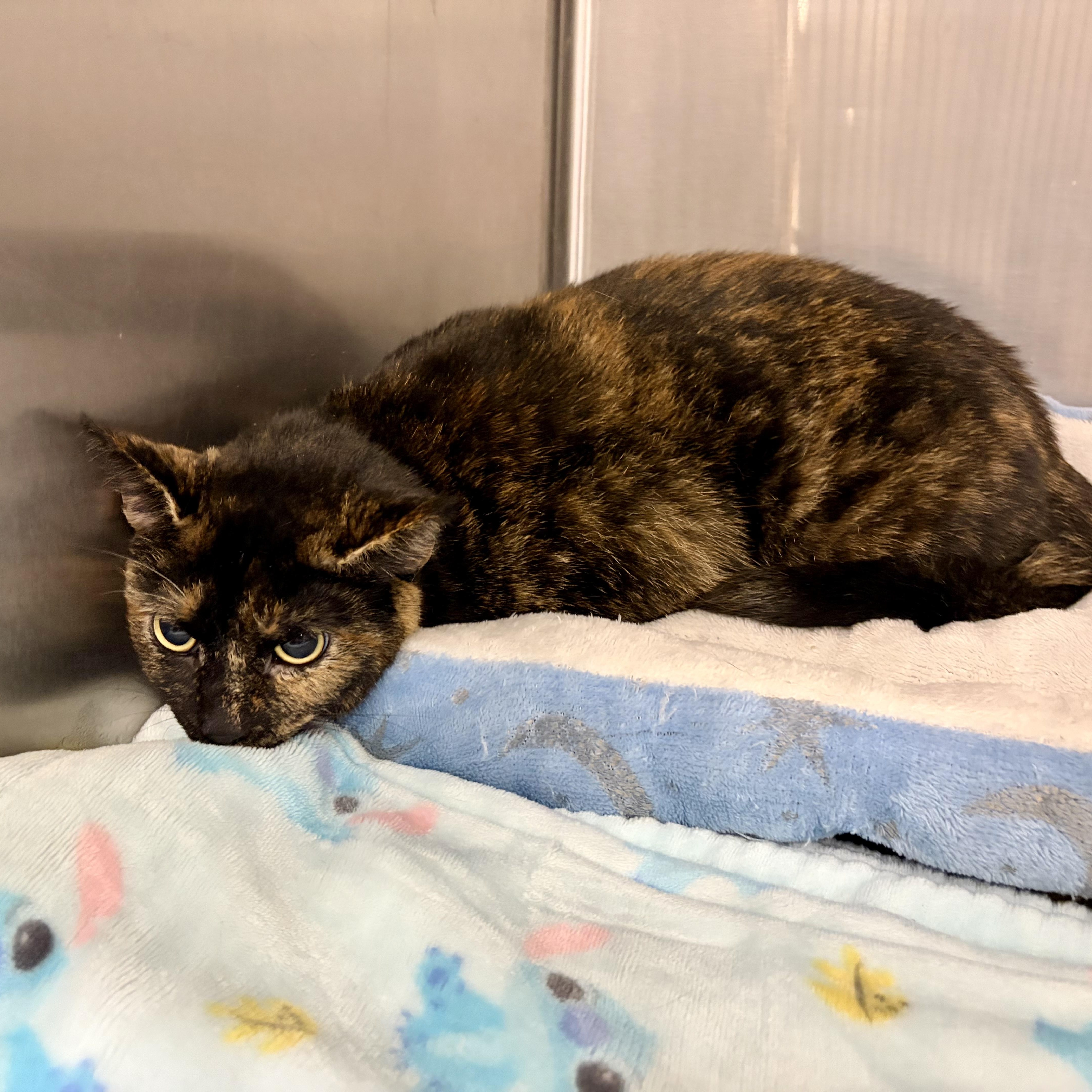 A young medium-sized female Tortoiseshell Domestic Short Hair cat named Nestle for adoption in Richmond, VA