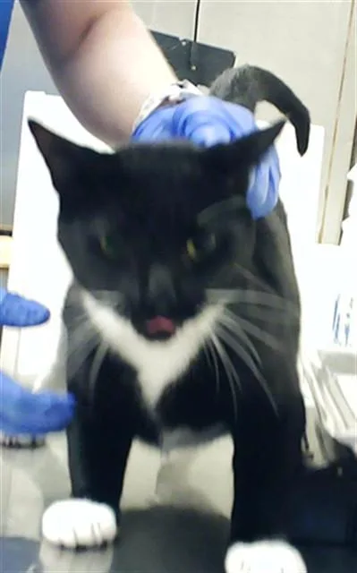 A young medium-sized female Domestic Short Hair cat named Sasha for adoption in Fayetteville, NC