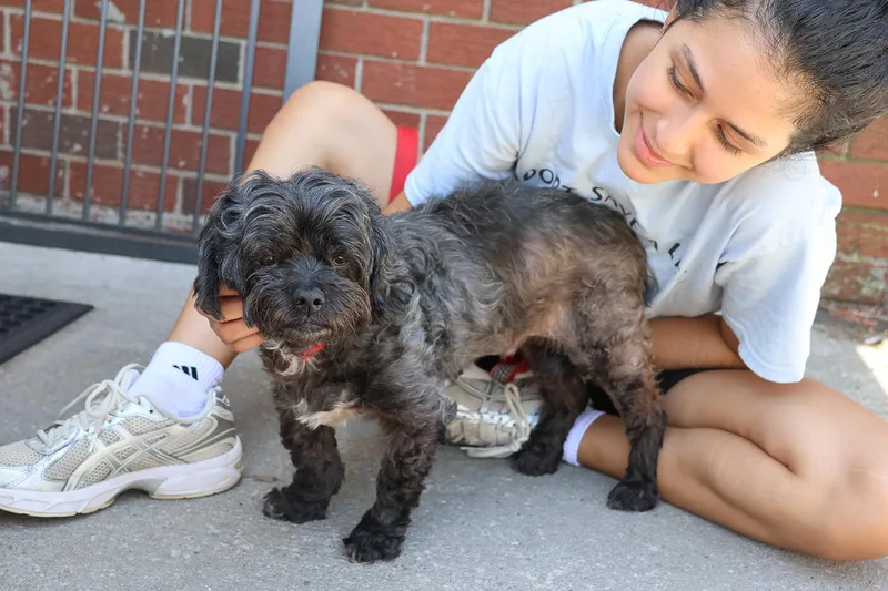 A senior small-sized male Brown / Chocolate Miniature Poodle dog named Taz for adoption in Harrison, NY