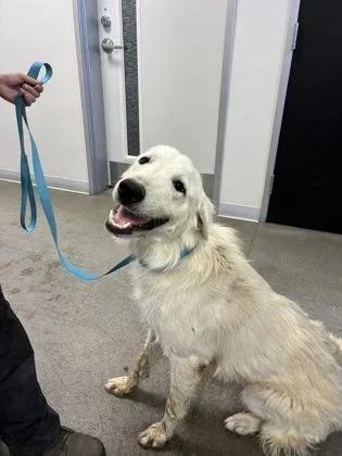 An adult large-sized female Maremma Sheepdog dog named Molly for adoption in Fresno, CA