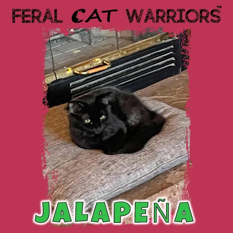 A baby small-sized female Domestic Medium Hair cat named Jalapena for adoption in Kingman, AZ