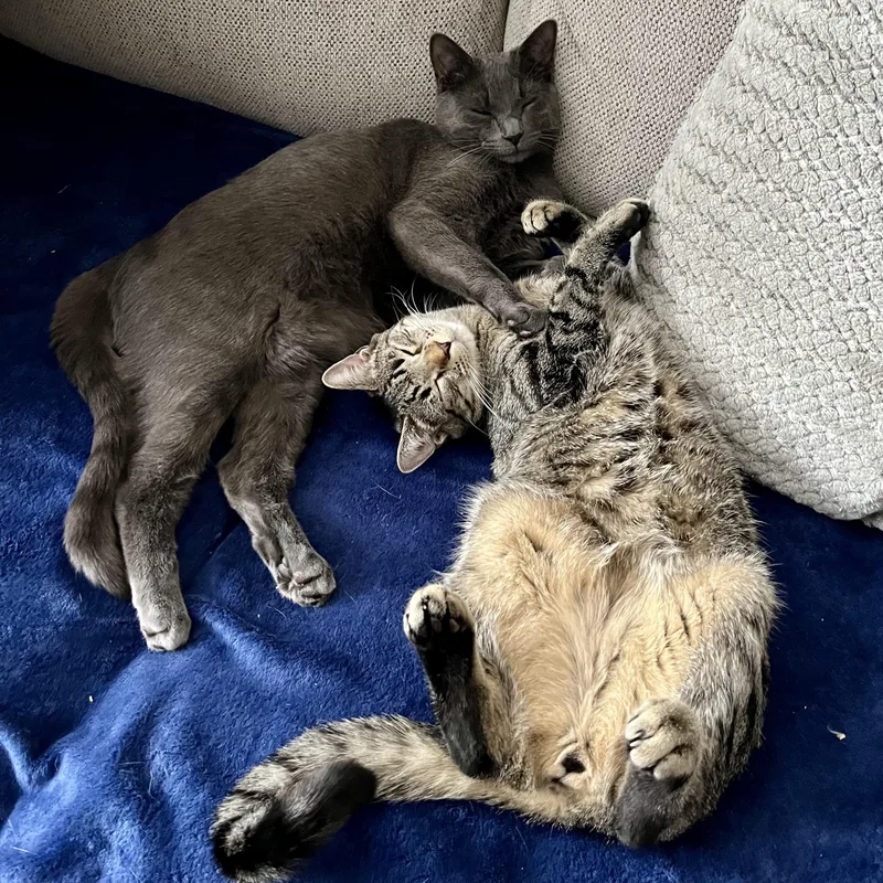An adult medium-sized male Gray / Blue / Silver Domestic Short Hair cat named Alvin for adoption in Buffalo, NY
