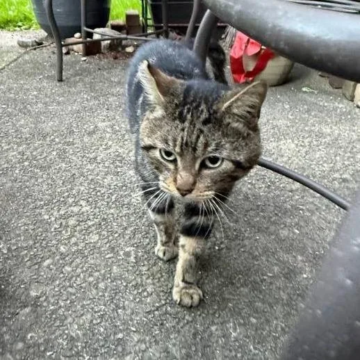 An adult medium-sized male Torbie American Shorthair cat named Pesto for adoption in New York, NY