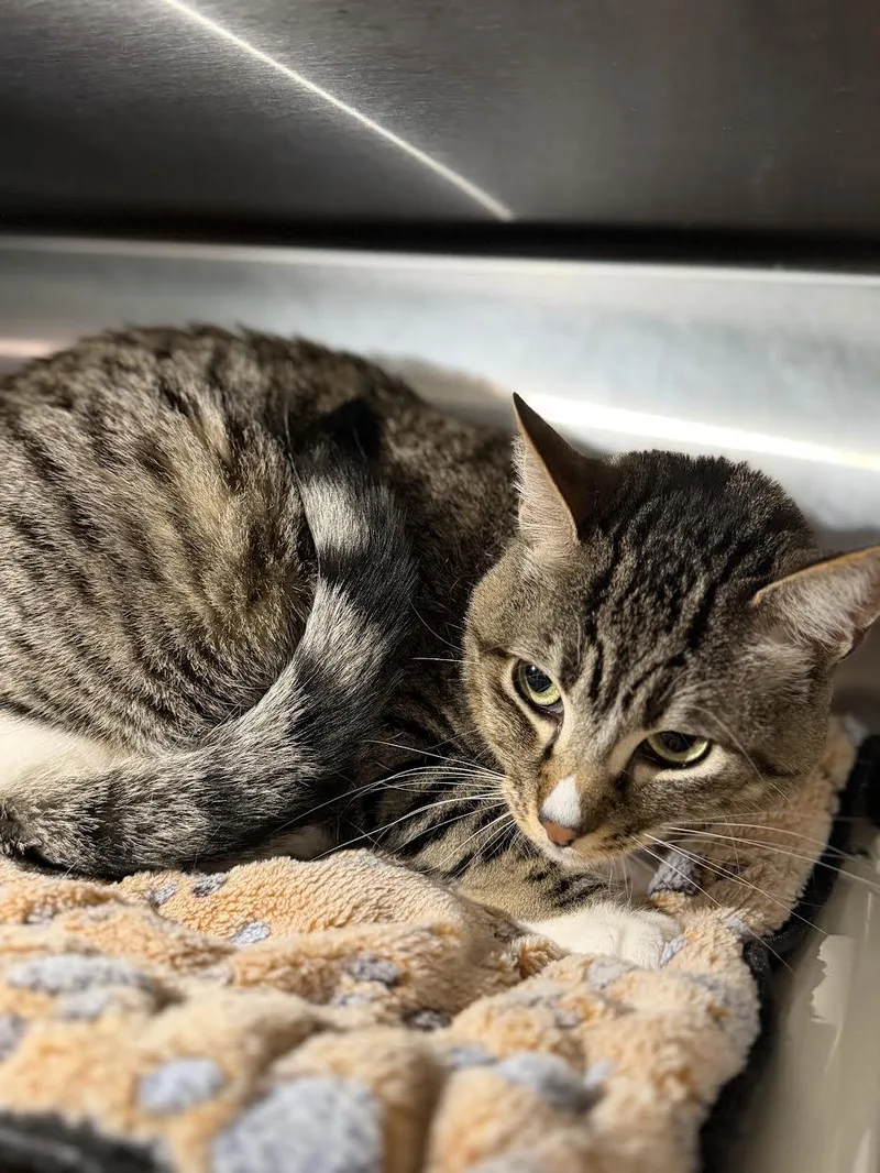 An adult large-sized female Tabby (Brown / Chocolate) Domestic Short Hair cat named Lilly for adoption in Oakdale, CA
