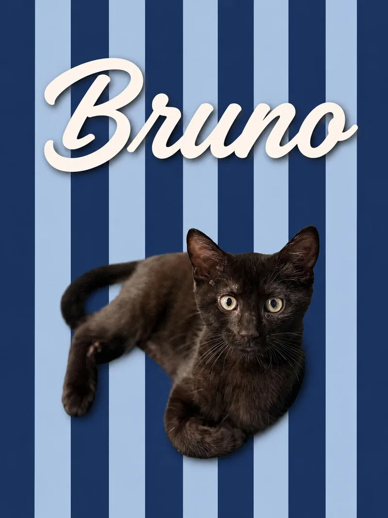 A baby medium-sized male Black Domestic Short Hair cat named Bruno for adoption in Greenville, DE