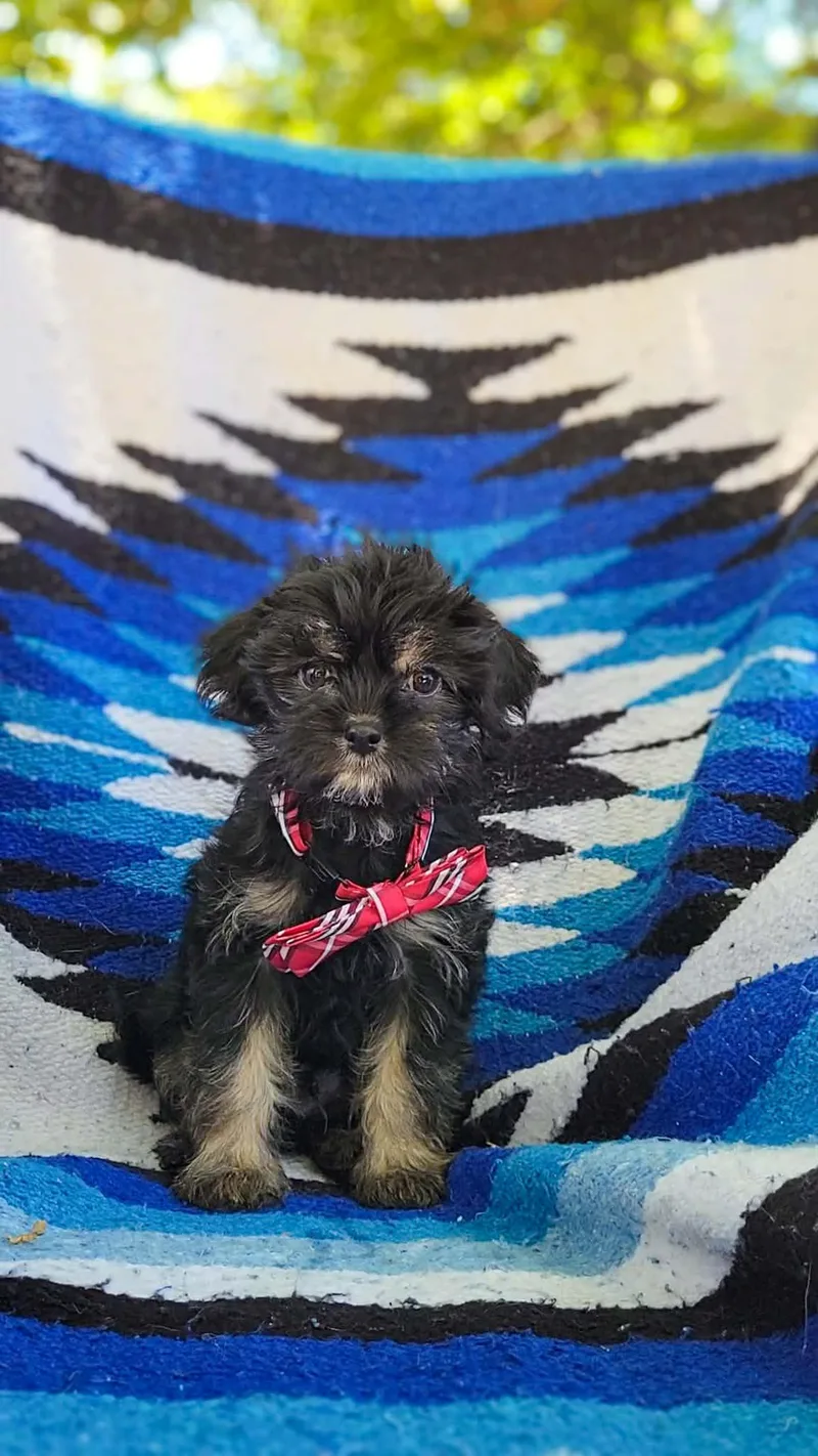 A baby small-sized male Maltese dog named Finn for adoption in Anza, CA