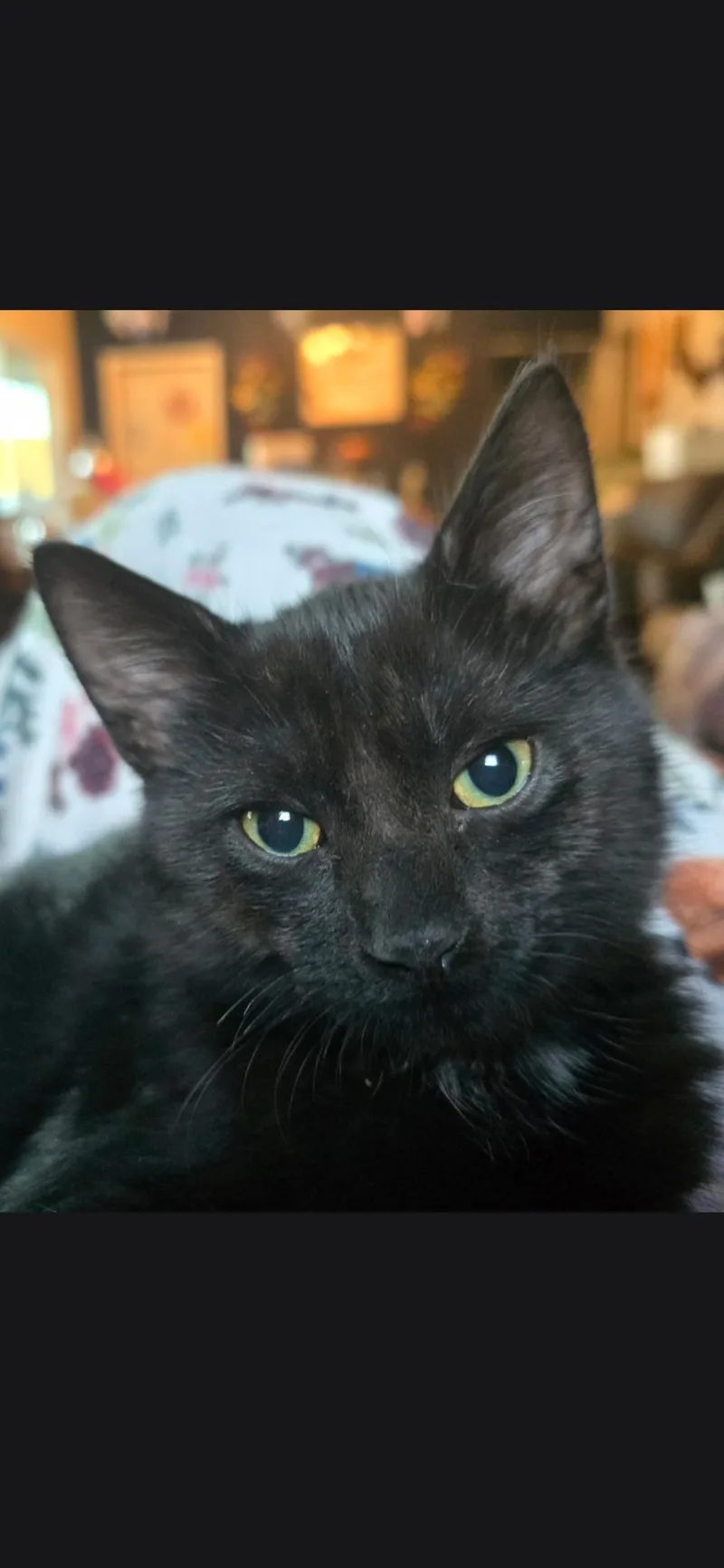 A baby large-sized female Black Domestic Short Hair cat named Temperance for adoption in Medford, WI