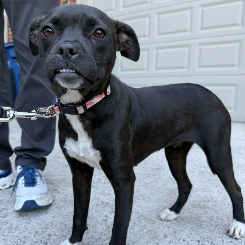 A young small-sized female Black Boston Terrier dog named Toofus for adoption in Calera, AL