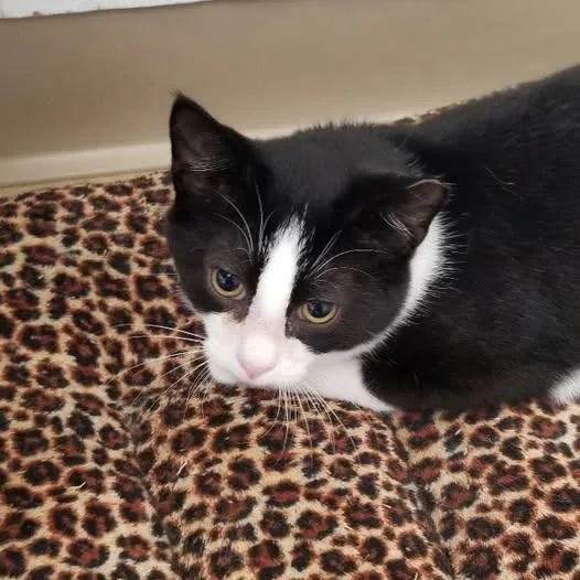 A baby medium-sized male Black & White / Tuxedo Tuxedo cat named Ghost for adoption in Montour Falls, NY