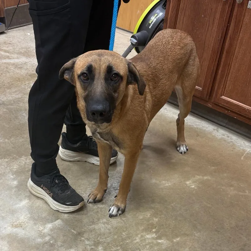 An adult medium-sized female Brown / Chocolate Labrador Retriever dog named Beau U for adoption in Tupelo, MS