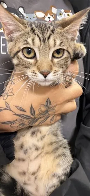 A baby small-sized female Domestic Short Hair cat named Xoxi for adoption in Miami, FL