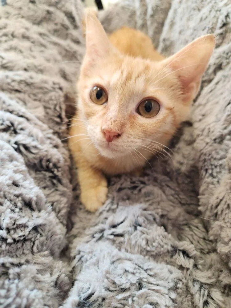 A baby small-sized female Tabby cat named Michelada for adoption in Dallas, TX