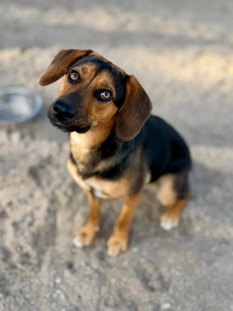 An adult medium-sized female Beagle dog named Seven for adoption in Muskegon, MI