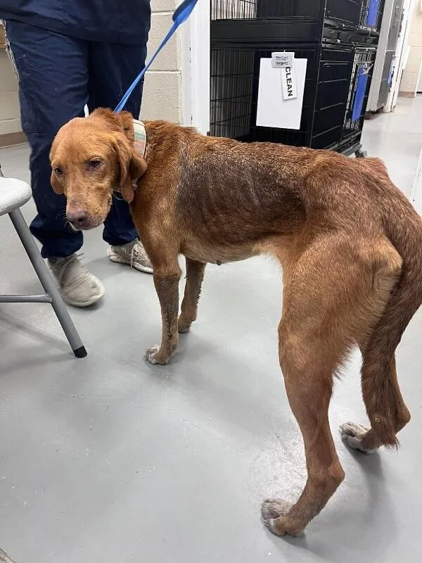 An adult medium-sized female Yellow / Tan / Blond / Fawn Treeing Walker Coonhound dog named Cookie for adoption in Burgaw, NC