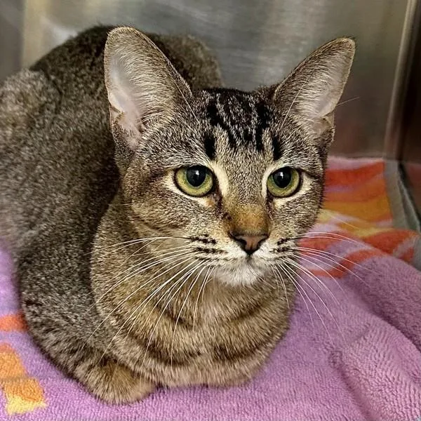 Butterscotch Caramel