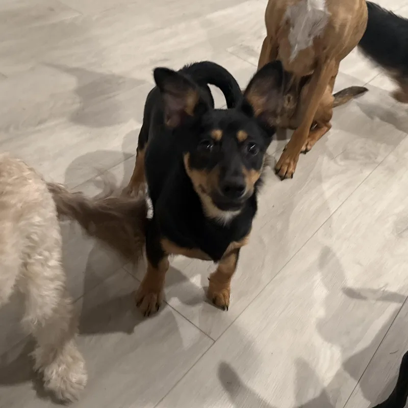 A young small-sized male Chihuahua dog named Rudy for adoption in Richmond, VA
