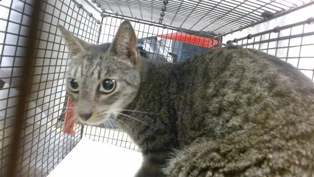 An adult small-sized female Domestic Short Hair cat named Bethany for adoption in Miami, FL